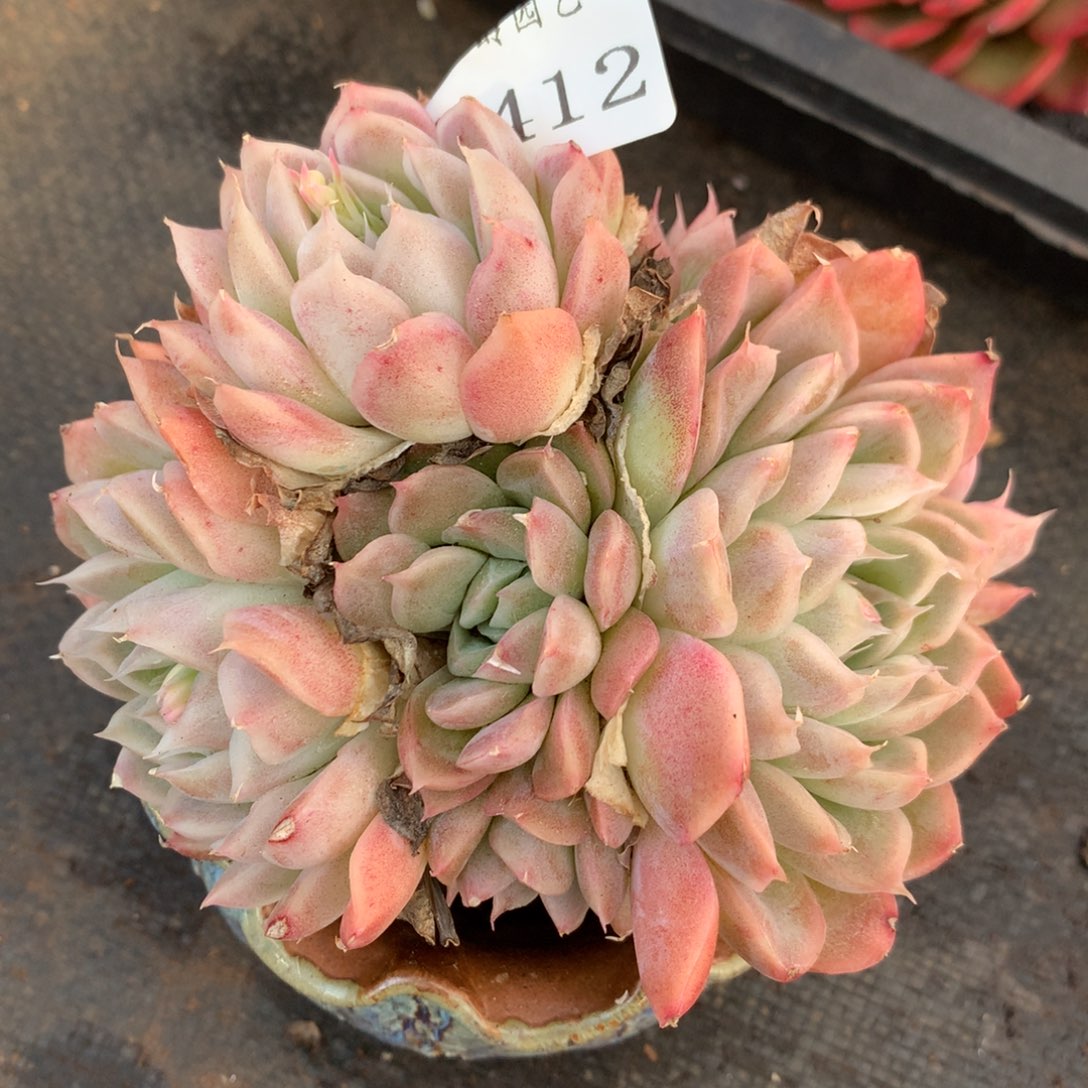 2412杂交精品基地12厘米