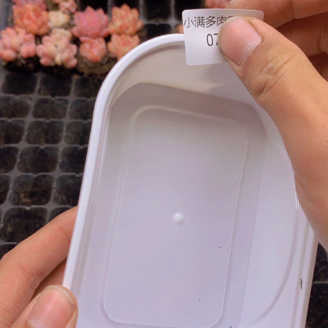 乘***来私人订制全双头多肉071