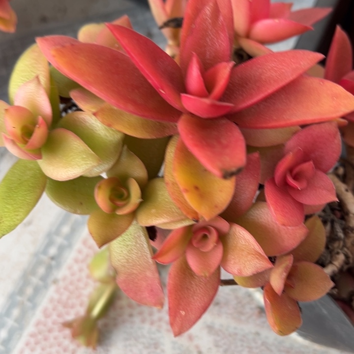 火祭锦多肉植物2461