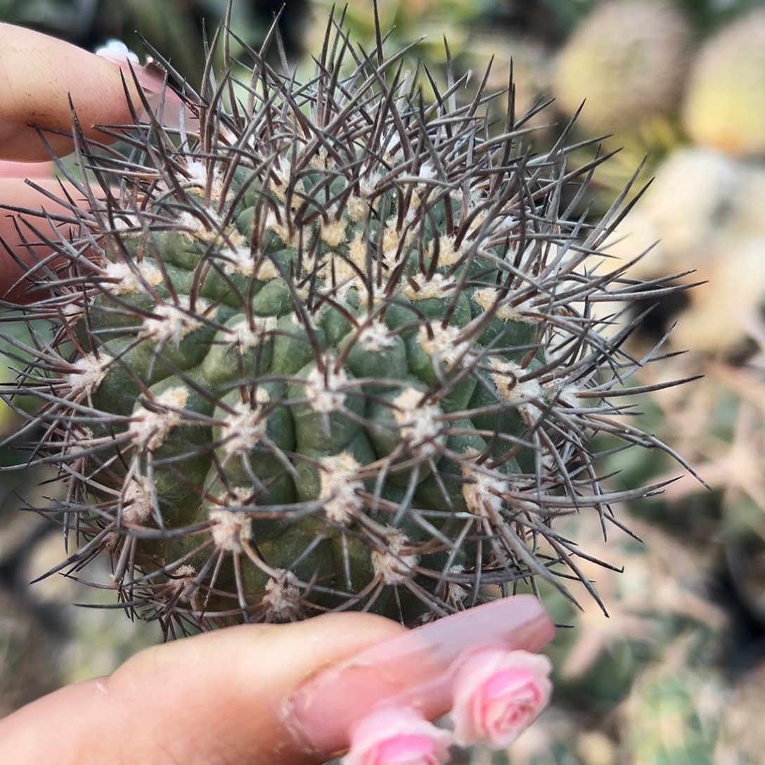 逆豹有根 仙人球66666666