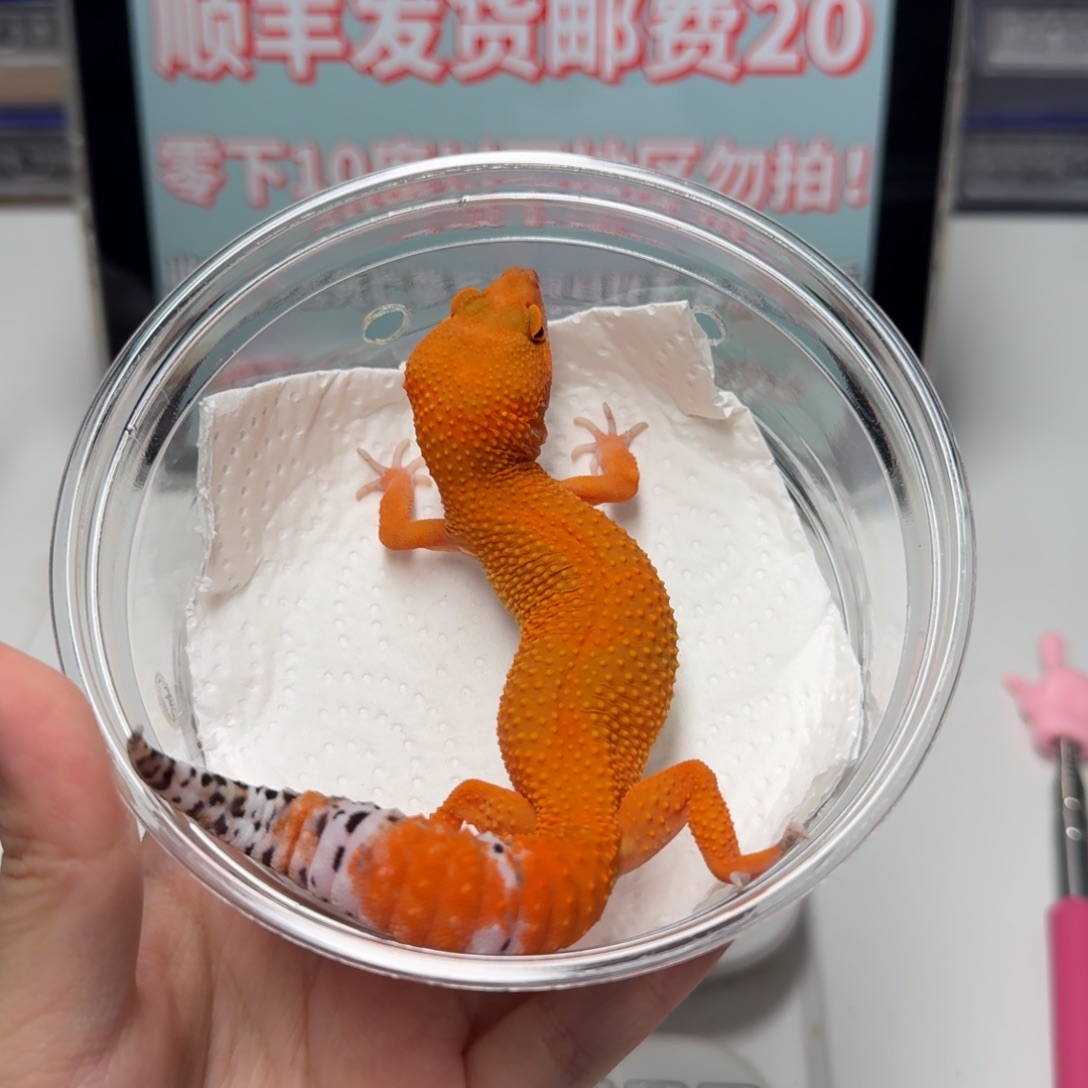 豹纹守宫蜜桔妹妹