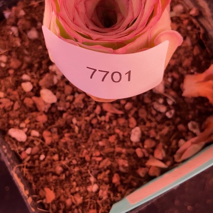 7701山地玫瑰怀念