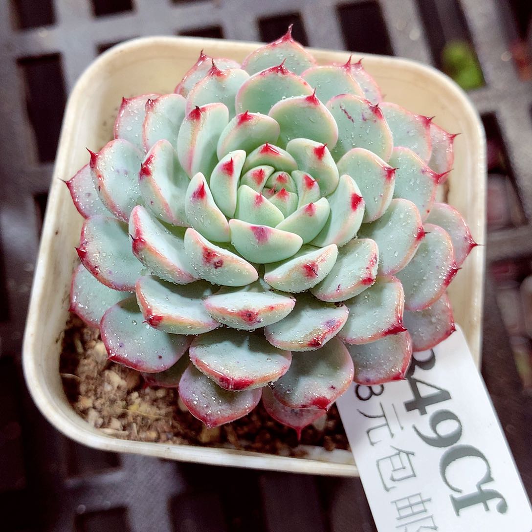 5厘米盆精控多肉349