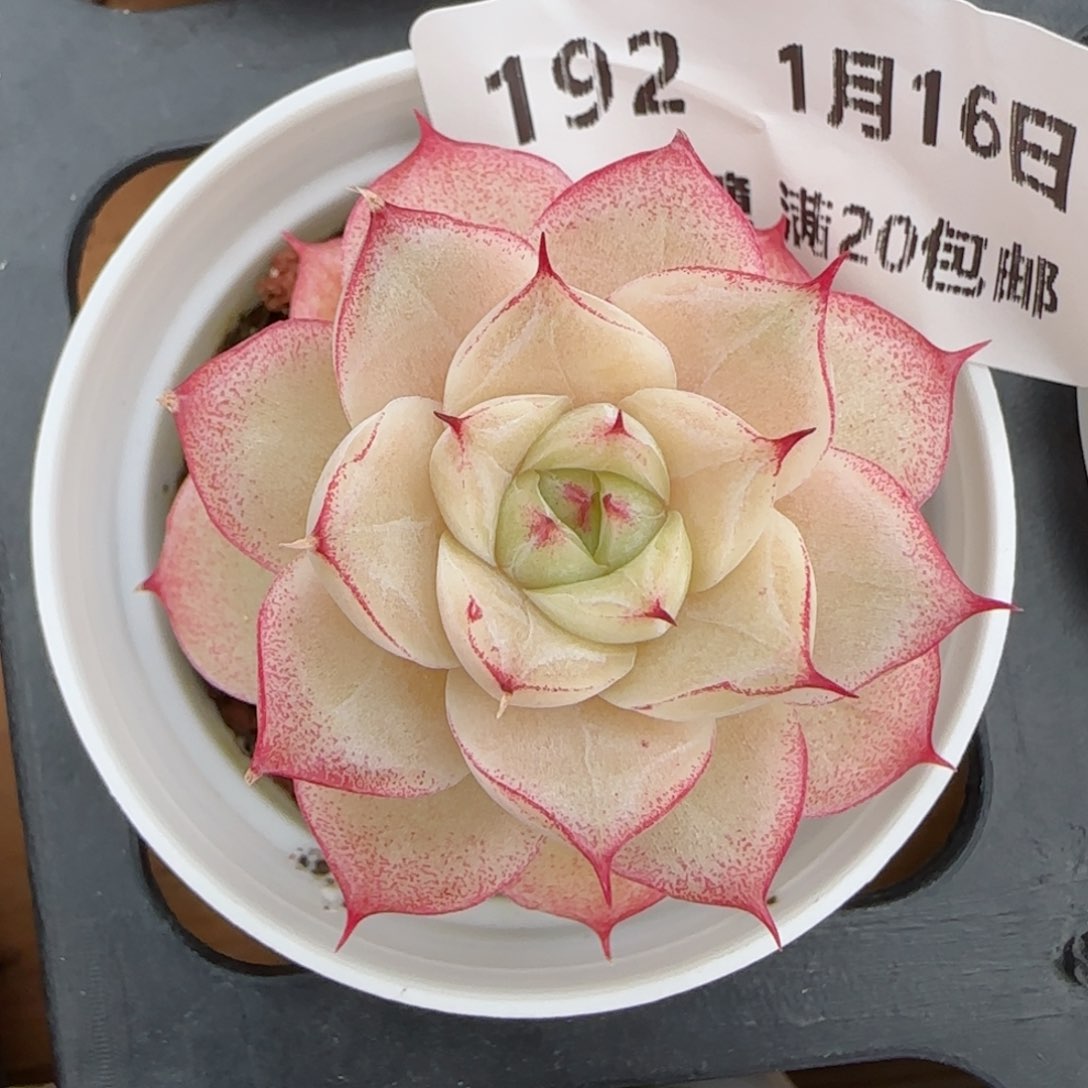 花语逸镜0116-192女王