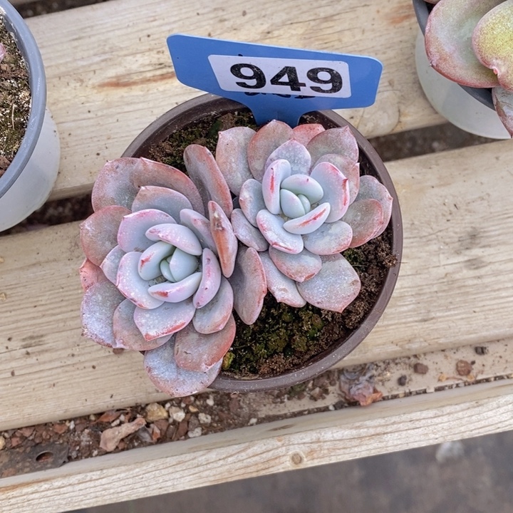 燕***子949号奶茶一颗111111