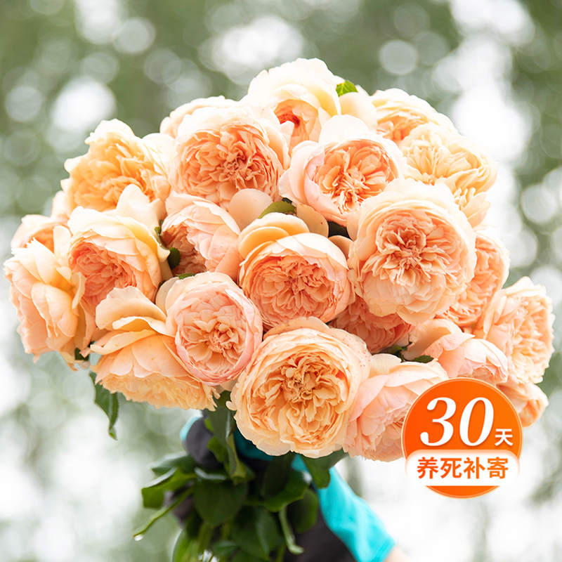 天狼月季 真宙 月季玫瑰 多季抗病可藤可灌强香阳台