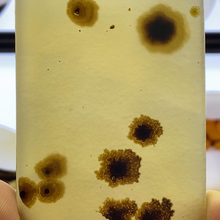 玛瑙/玉髓合金颈饰