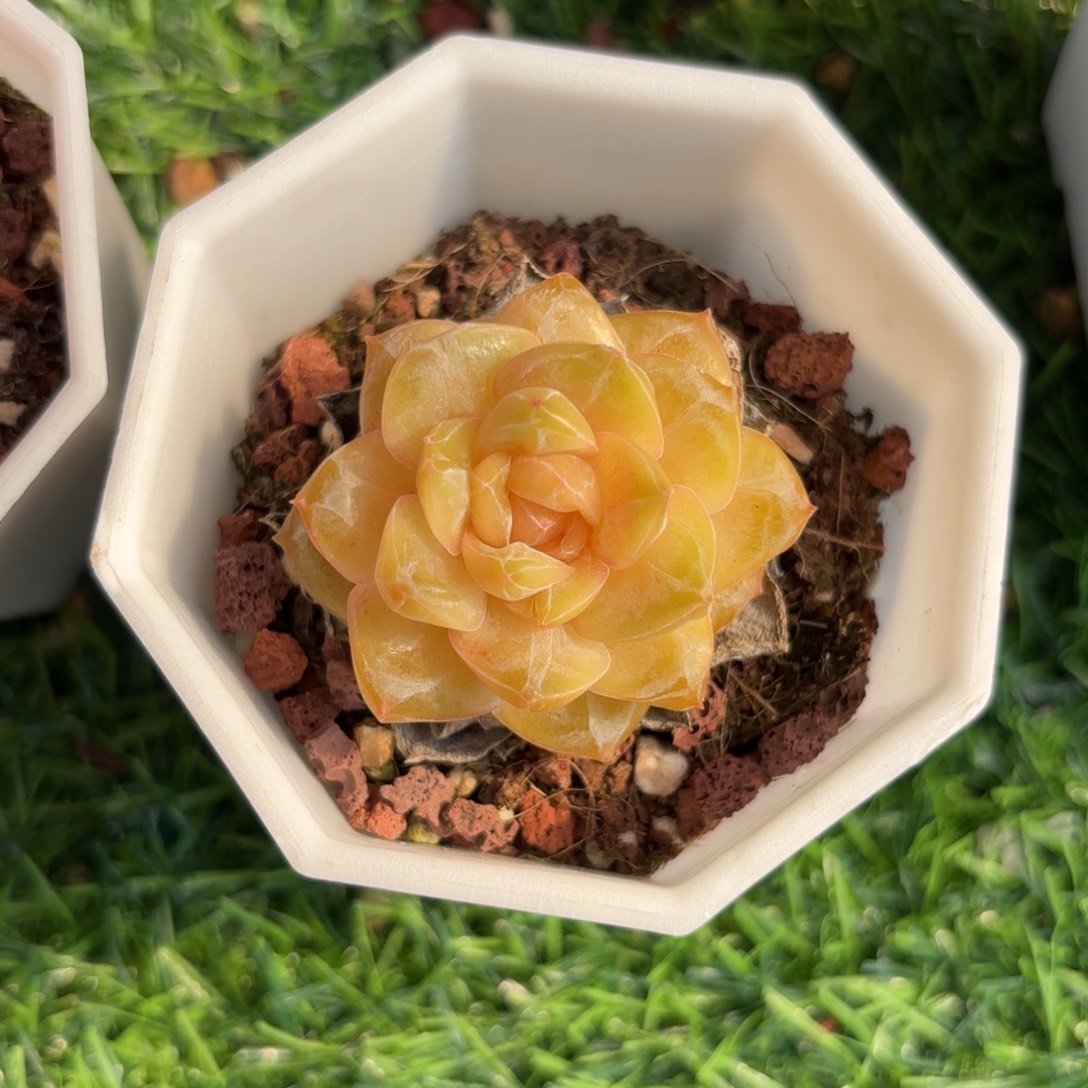 黄体品种一物一拍