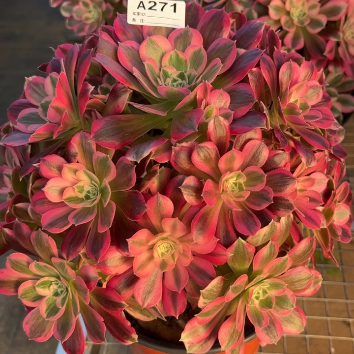 271男神28厘米左右