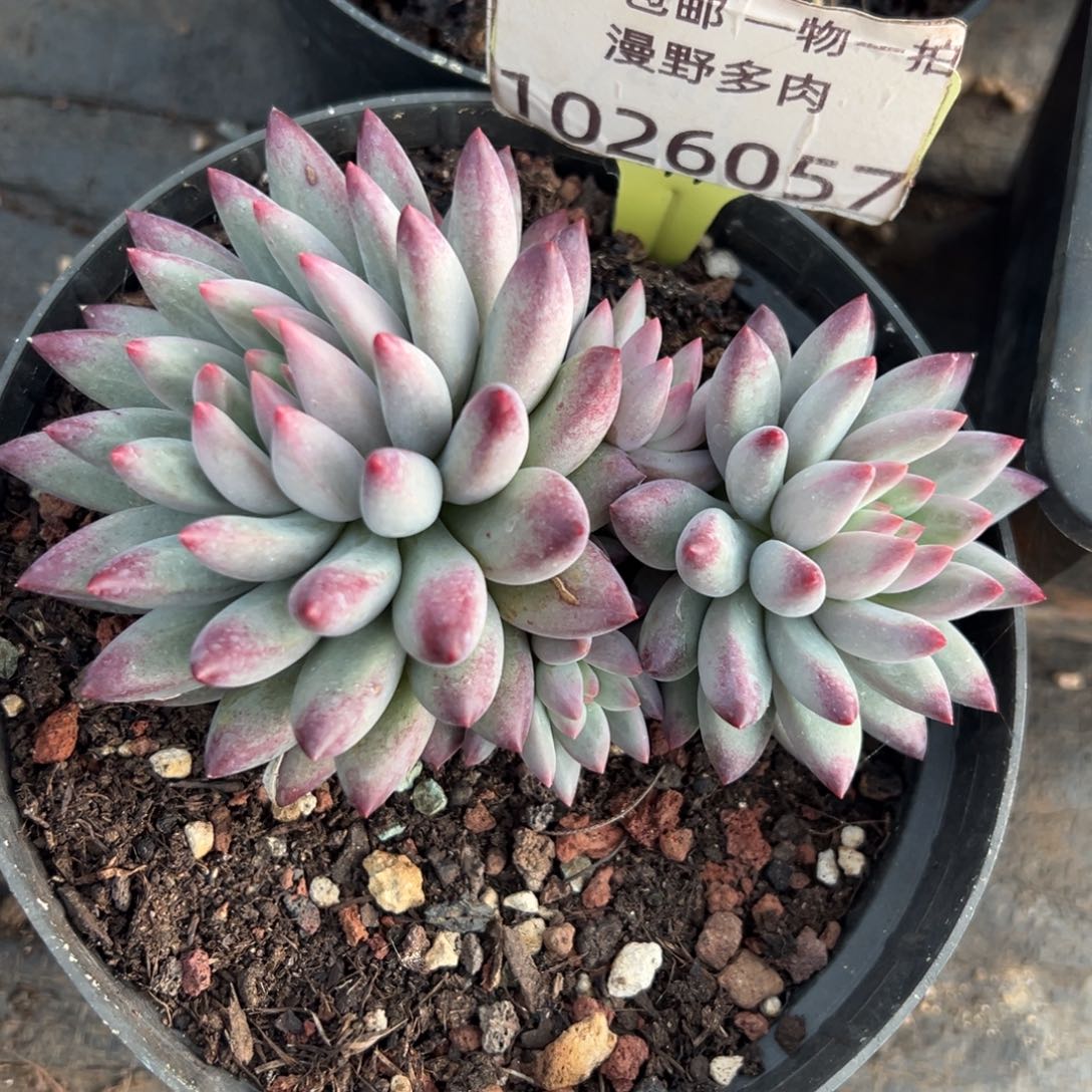 1026057 流沙虞美人4头群