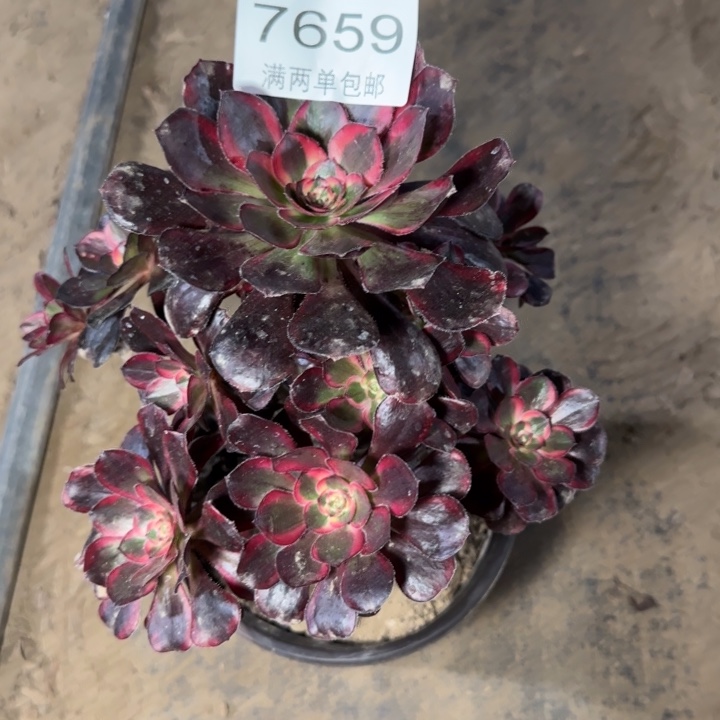 7659香奈儿多肉植物