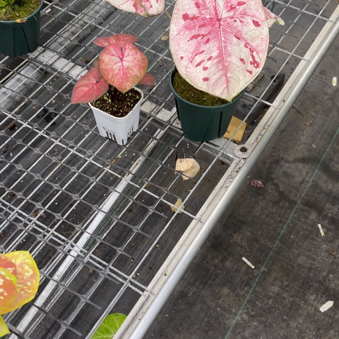 小***渣无花朵            281.282海王草莓不包售后