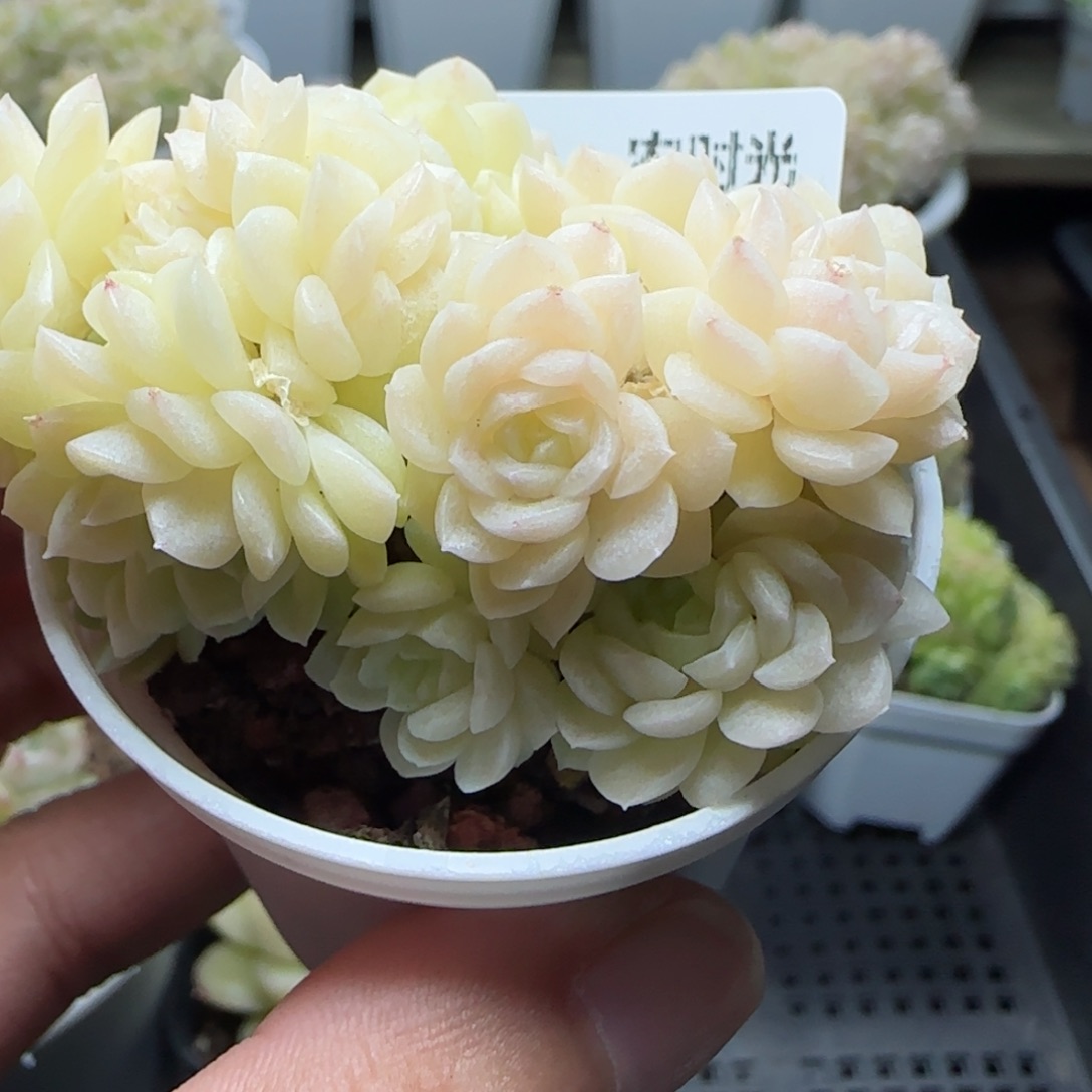 【闪购商品】0131-230（fm-74）