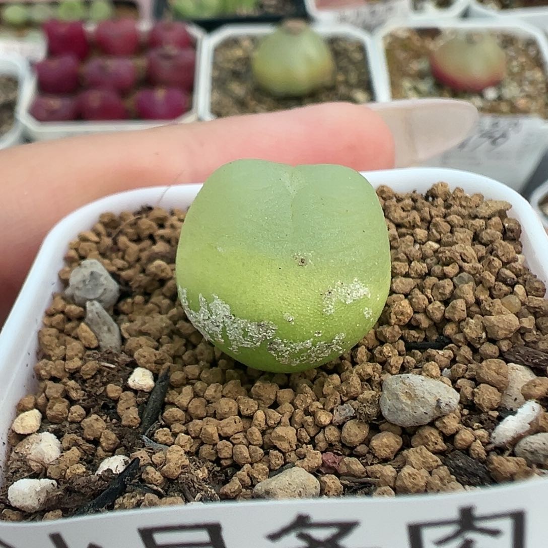 492拉登裸根发货