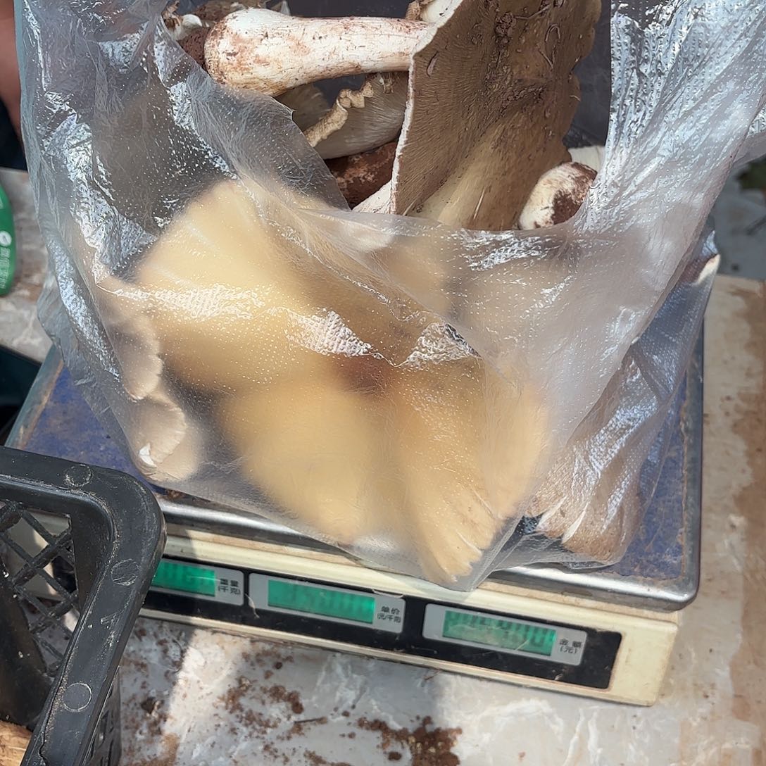 友***情云南小表妹野生菌代购中国大陆