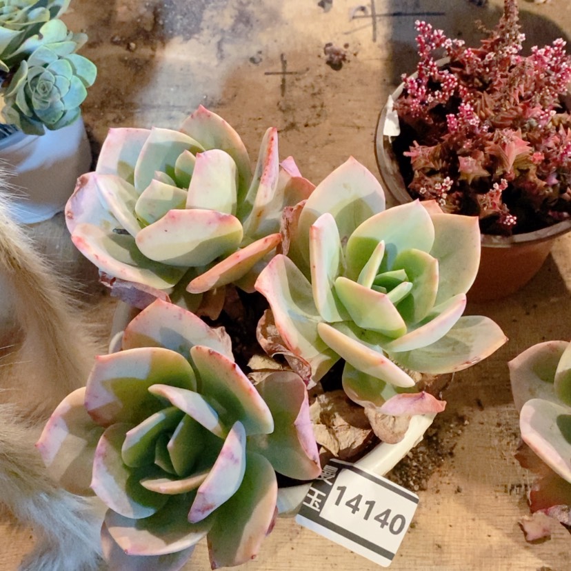 【闪购商品】凤14140