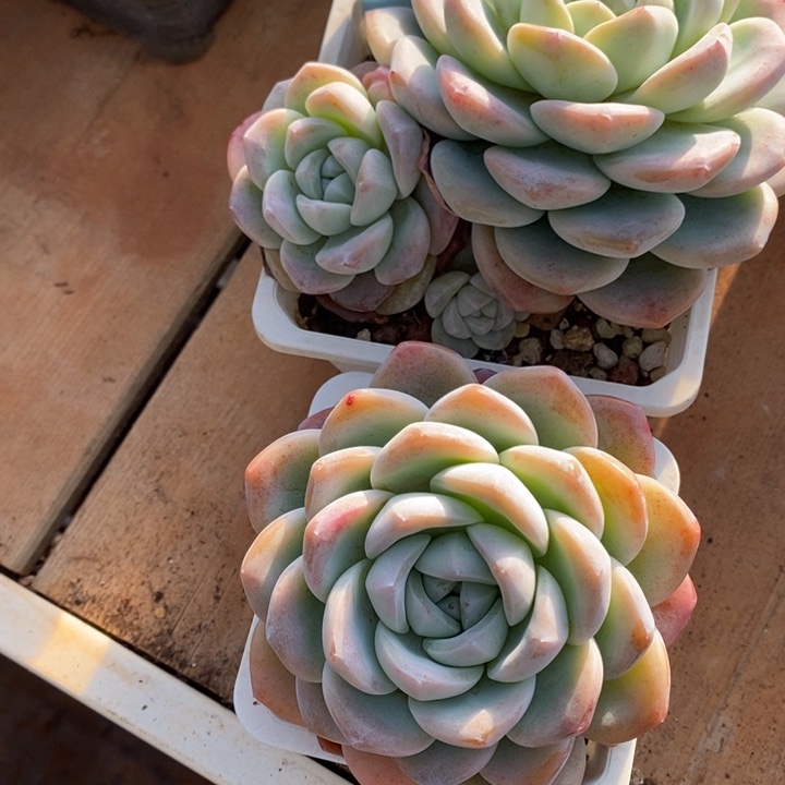 D207- 直播福利 冰玉两颗