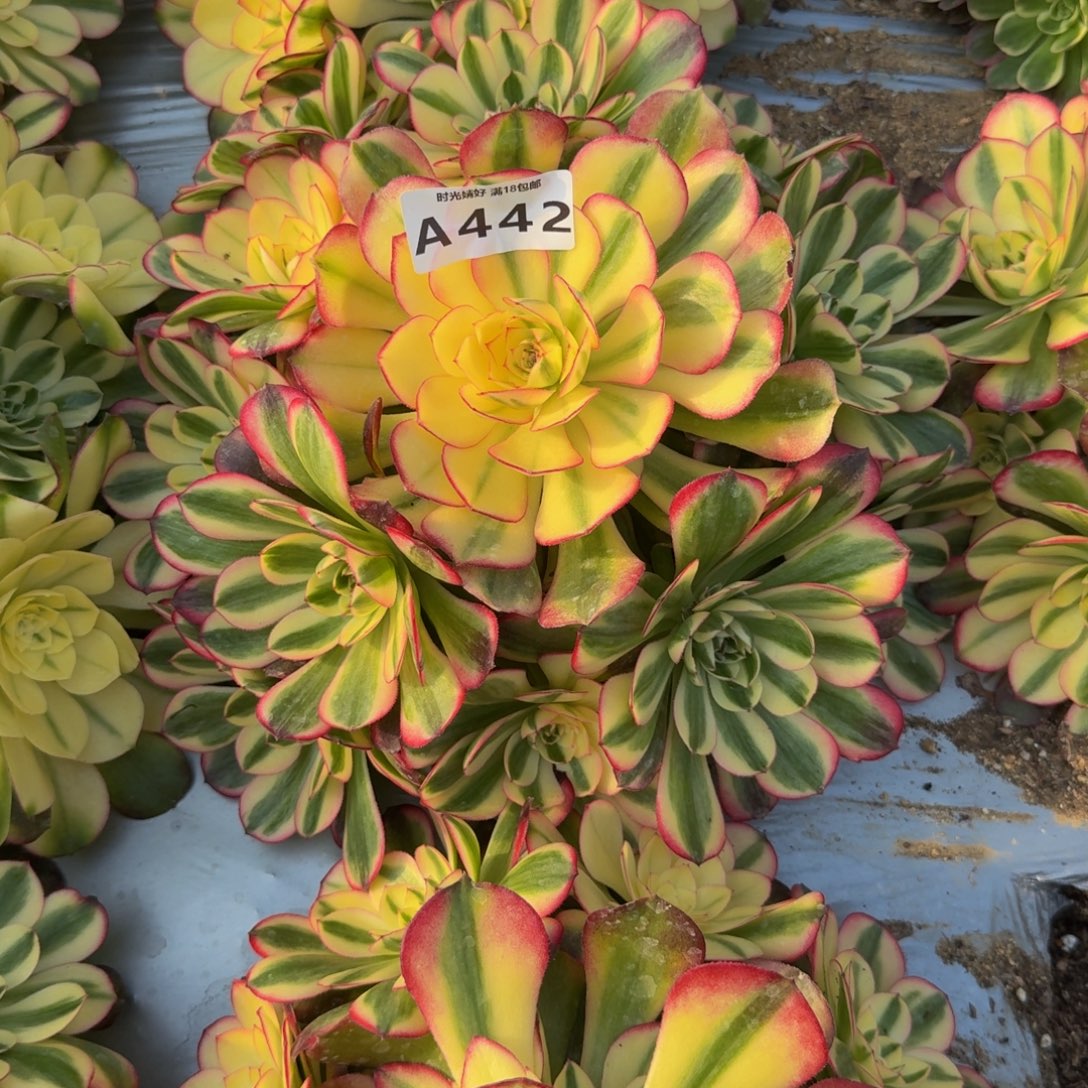 442荔枝。多肉植物