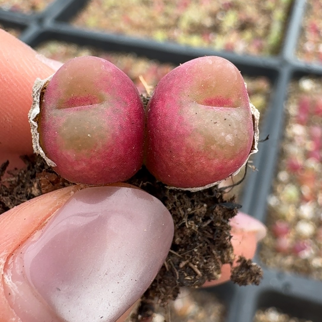 4110一颗咯楼啦咯啦咯啦咯啦