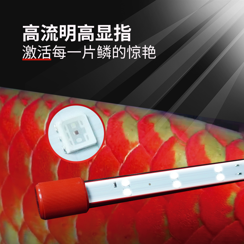 灯红龙鱼专用鱼红水不红灯增艳灯PLUS防水LED三基色潜水灯
