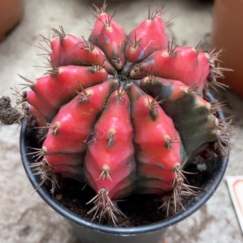 油画仙人球20米仙人球