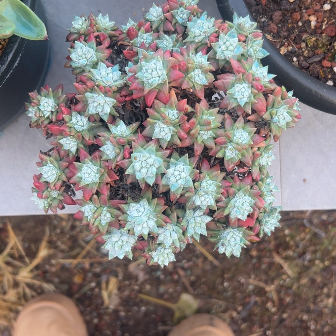 韩菊圆圆～一物一拍1803