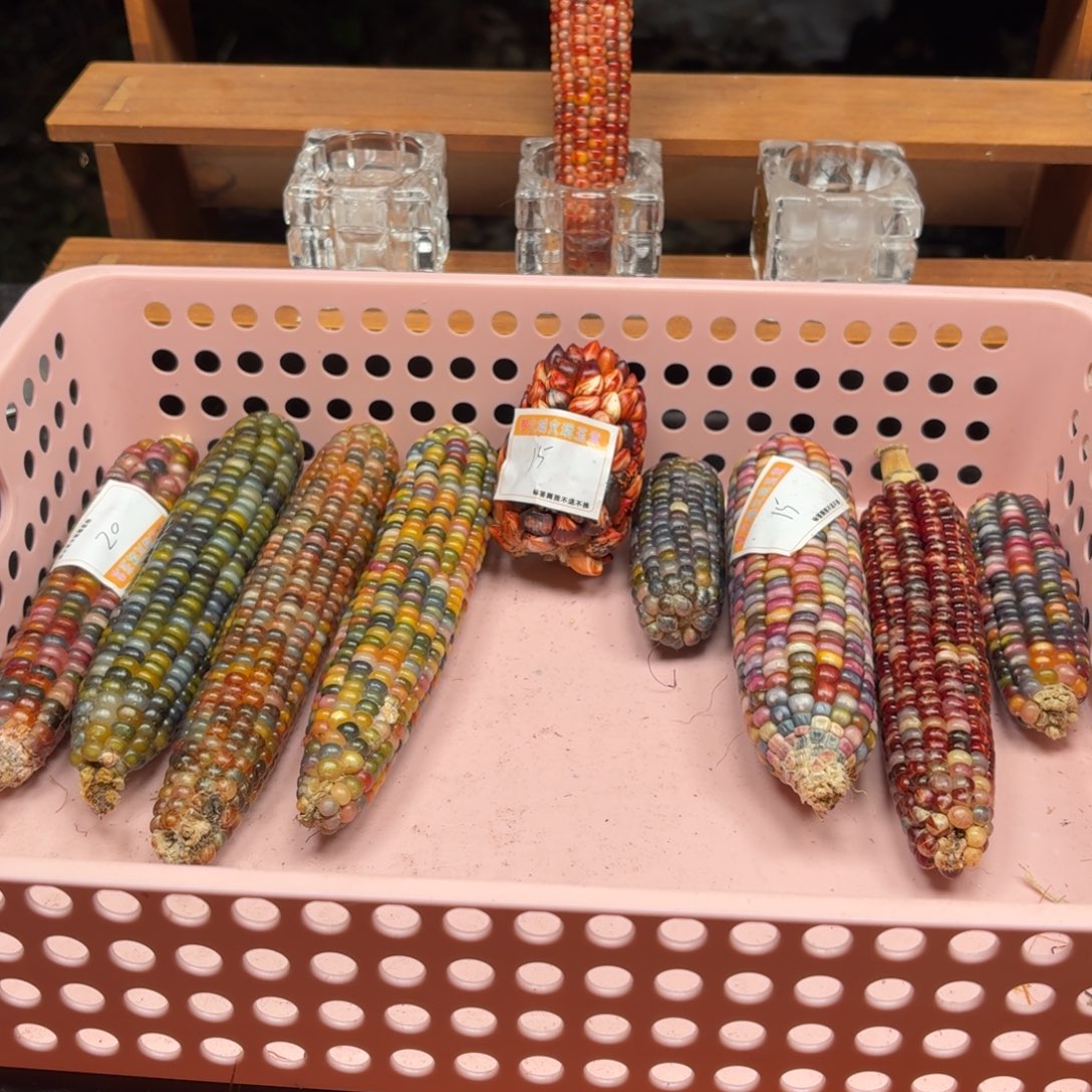 真***慢银S925七彩宝石文玩玉米