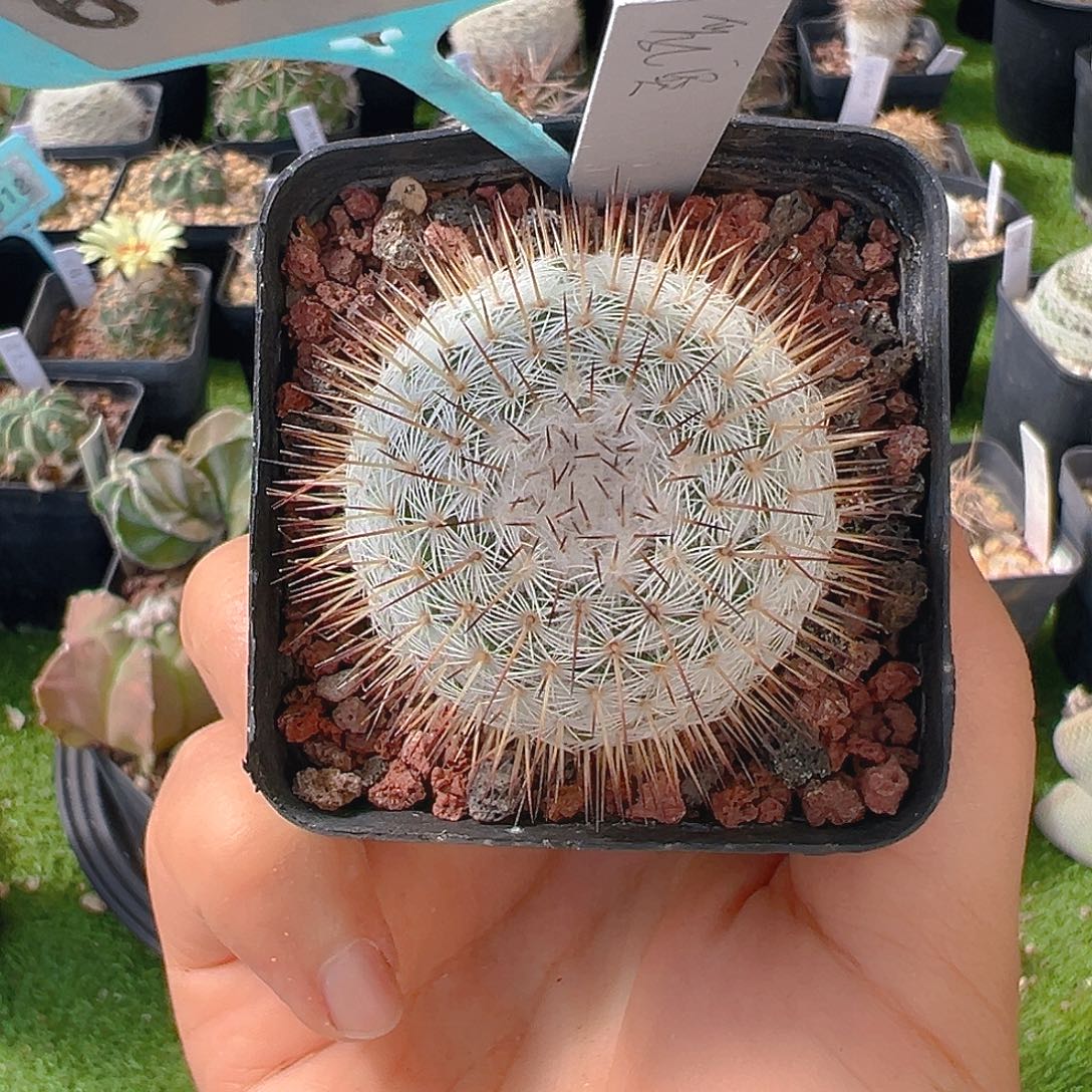 6199乳突实生仙人球