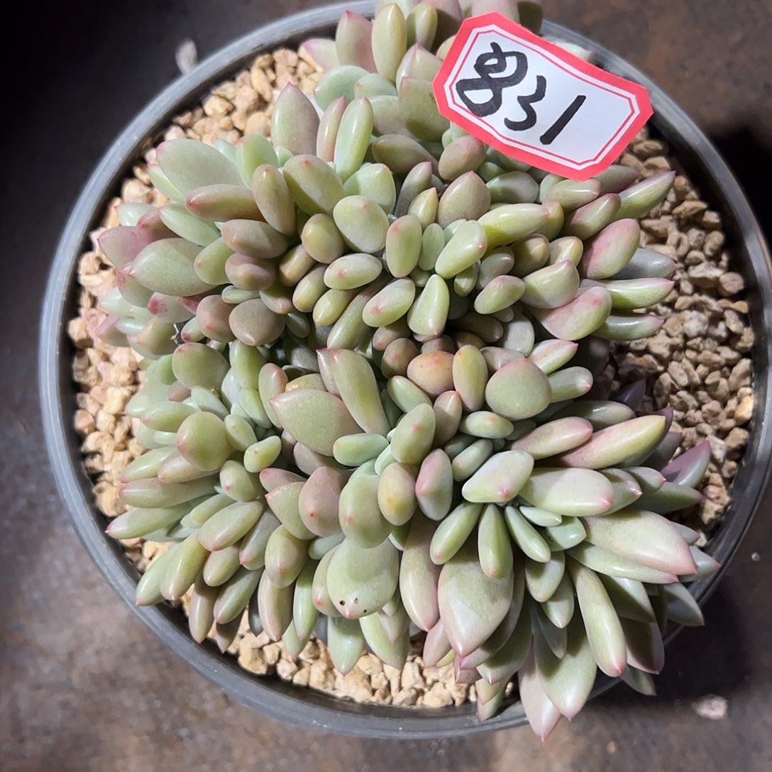 桃花源缀化，一物一拍