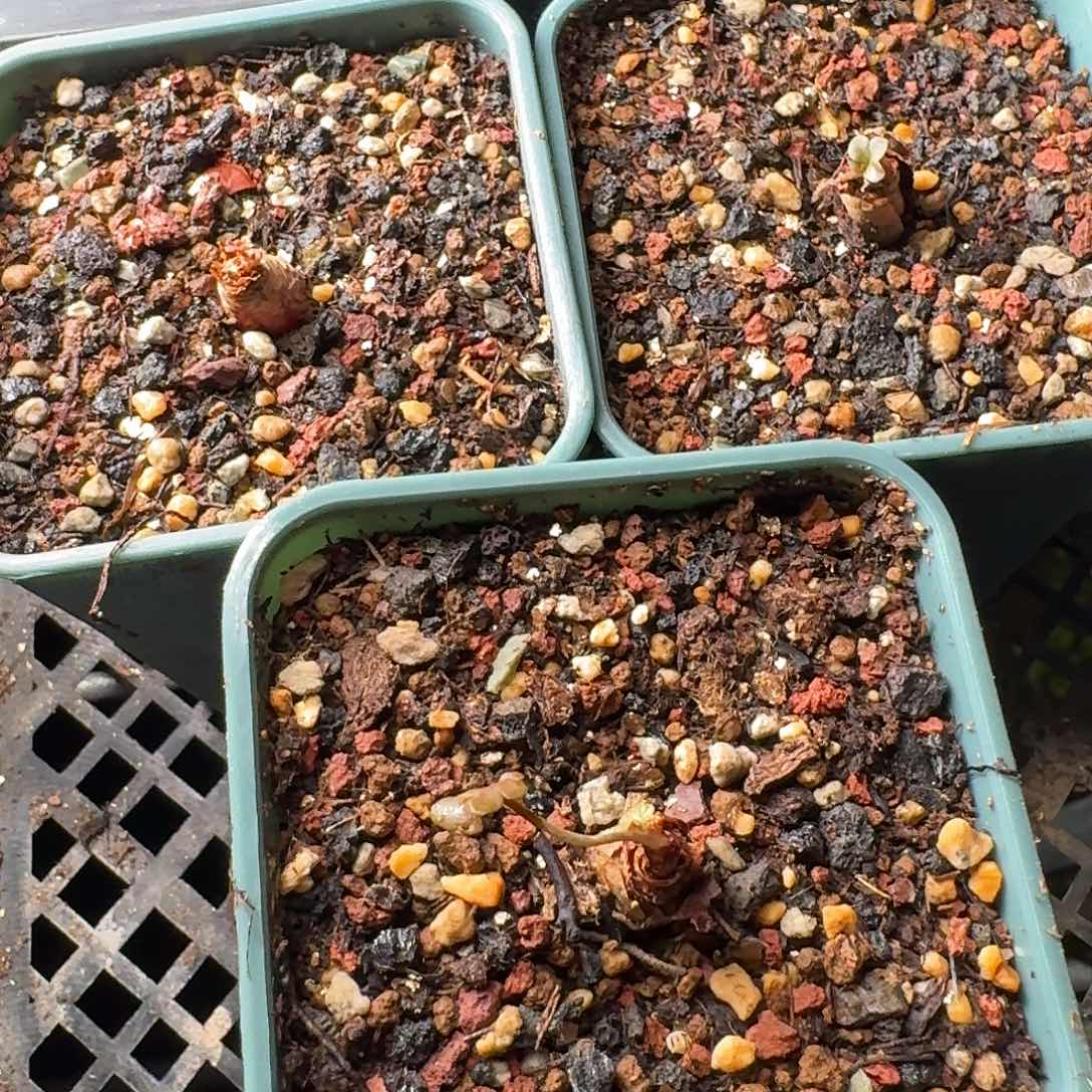 肾叶洋葵三颗带盆发