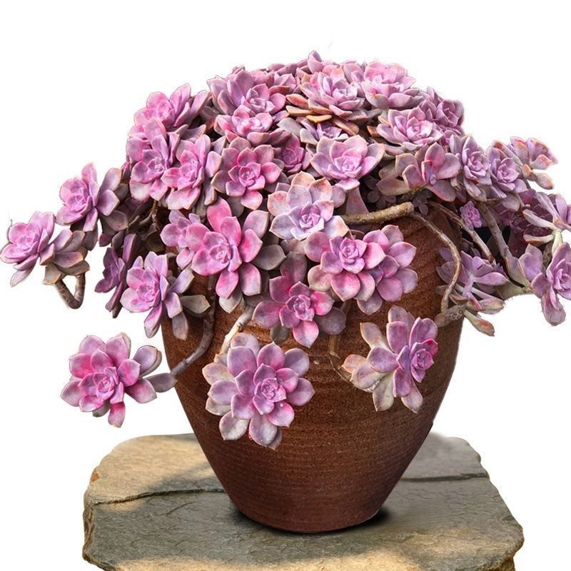 老桩紫乐多肉植物超好养（中大型链接）