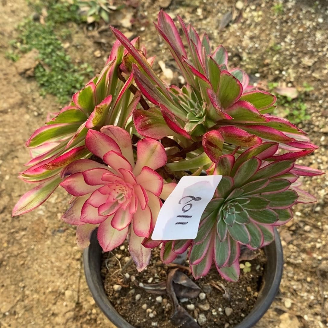 ?****?1108倾城变异嫁接砍过多肉植物