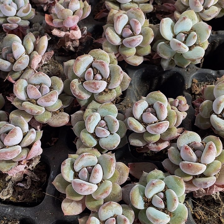 小星星雪1元带土发