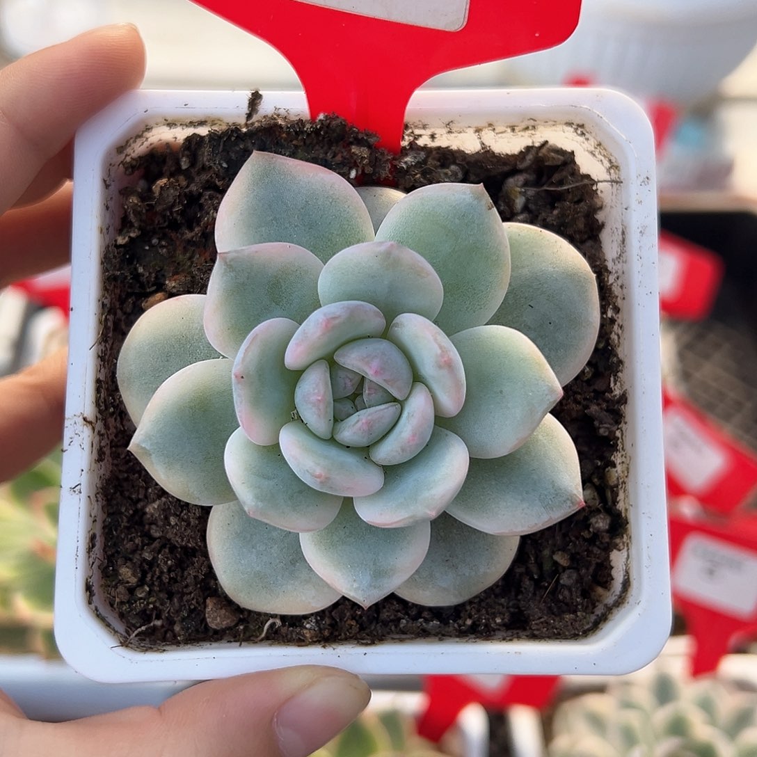 1号橙梦露锦多肉植物
