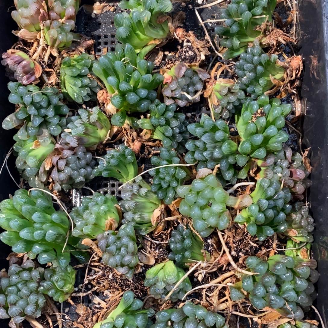 2430 一颗优选实生中型冰灯玉露 双蛋整点福利