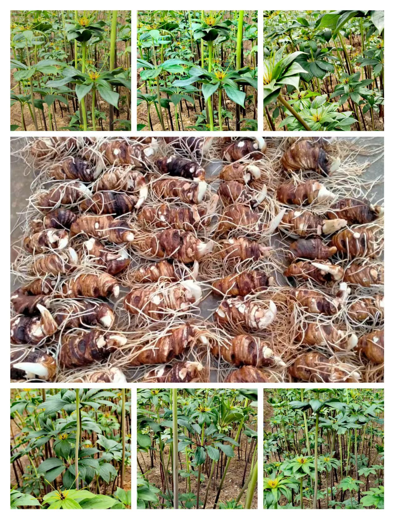 腾冲高海拔滇重楼也叫七叶一枝花