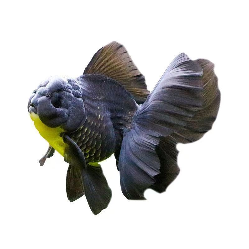 精品泰狮金鱼冷水耐活包邮包开箱活马印灯效果无开箱视频无售后