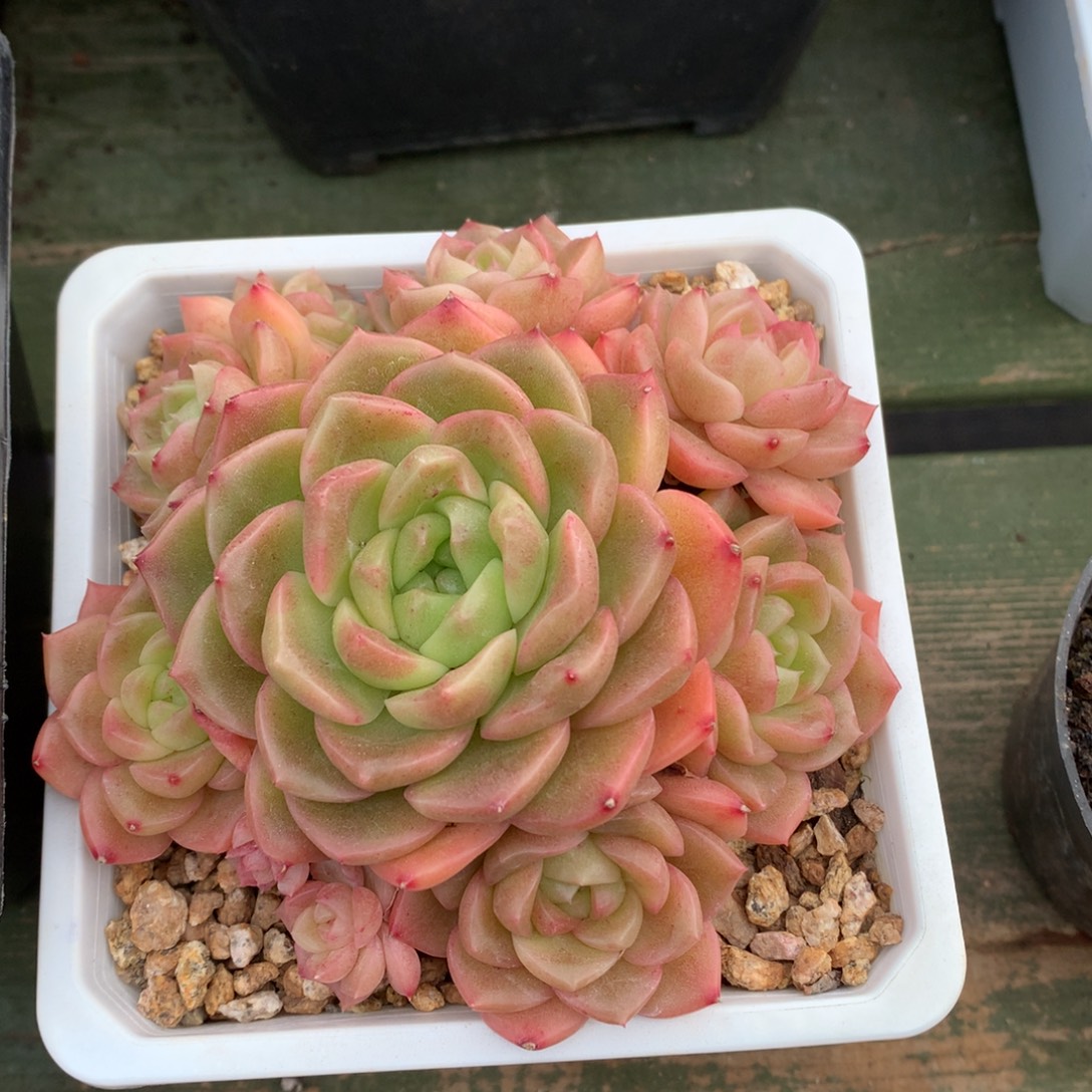 我们家的小姐姐们