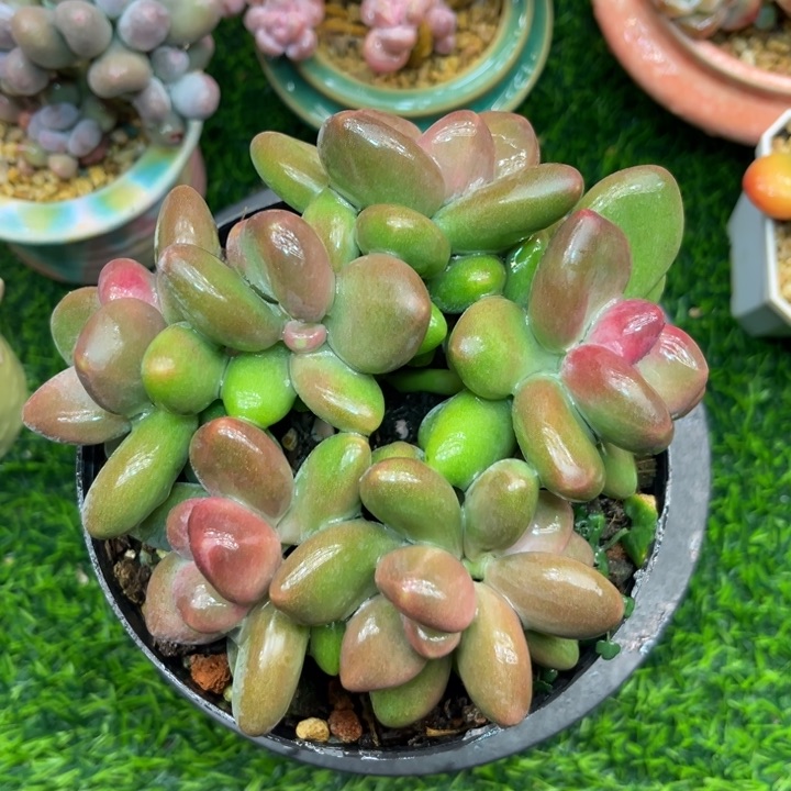 芒果奶7头群……15冠幅