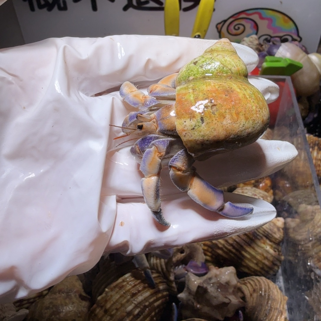 2.4口紫白底带橘 