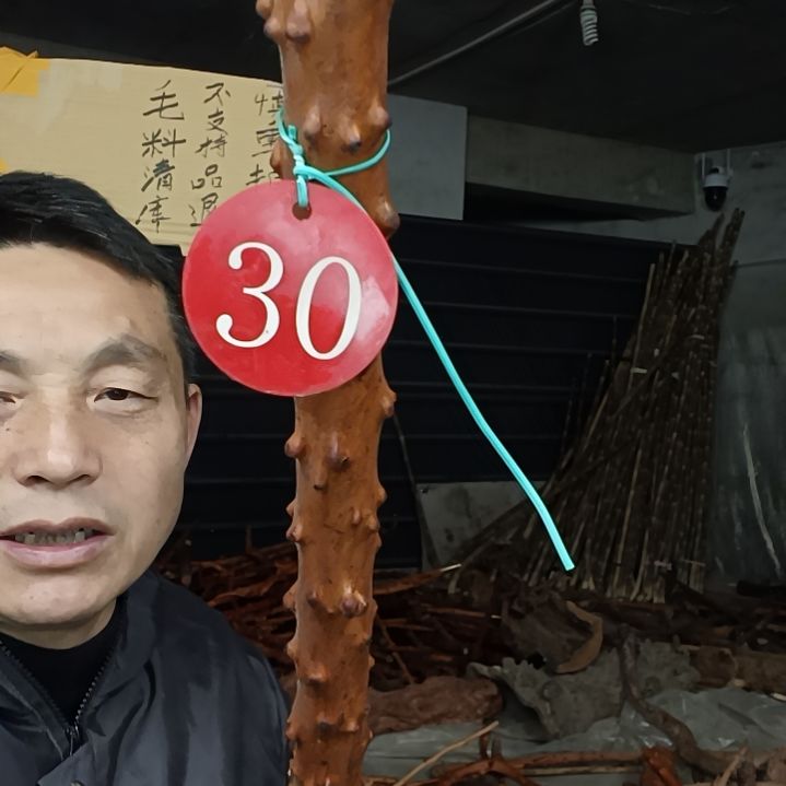 稳定木明*贵州檬子木   铁马鞭   根艺  半成品