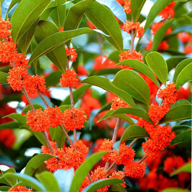 红桂花丹桂状元红朱砂桂四季开花浓香型阳台花卉桂花盆栽植物盆栽