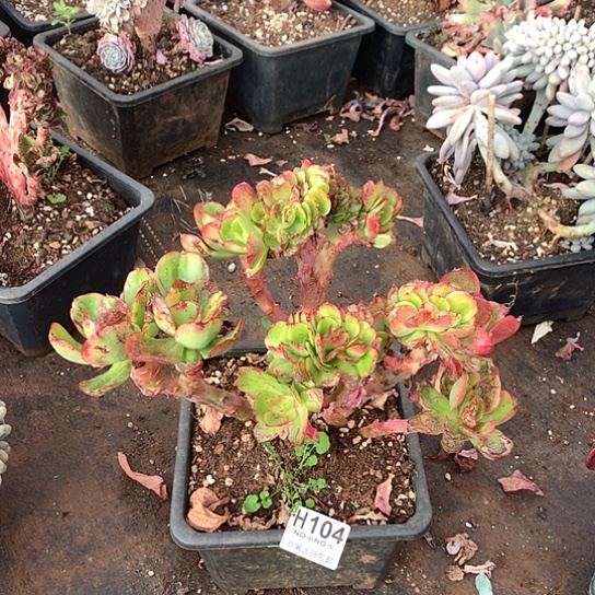 红菱缀化104 退款拉黑全场亏本处理7-8天发货