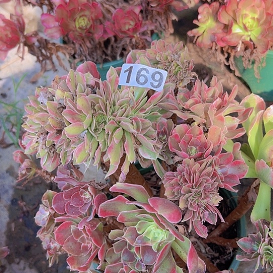 巧***梅多肉植物一个香非追