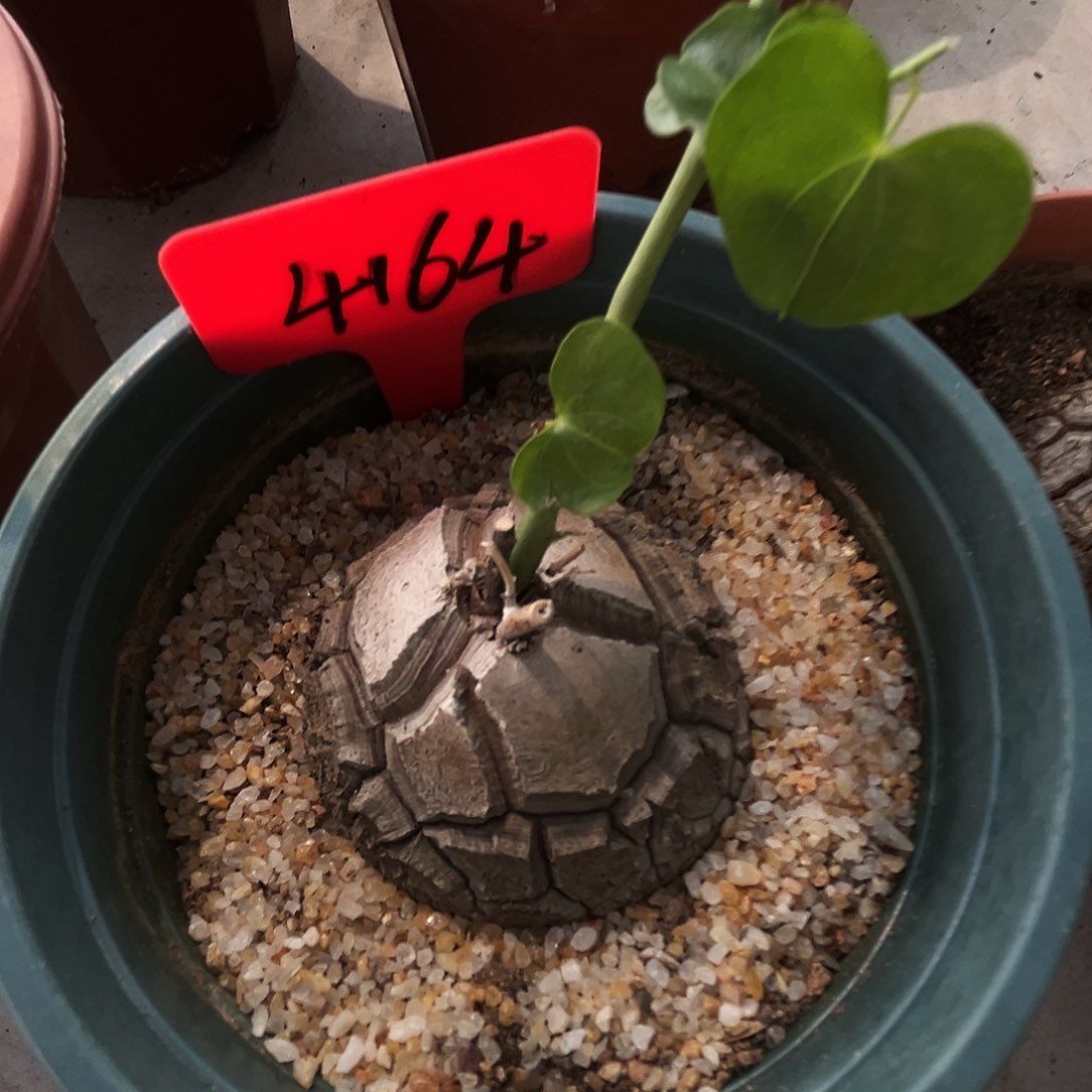 潮流植物优选南非龟，4164