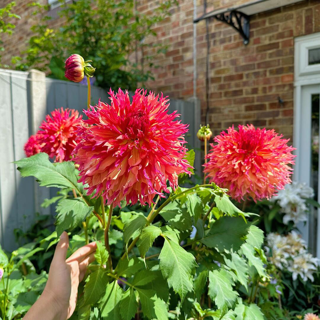 （桃金娘的愚蠢）进口重瓣大丽花