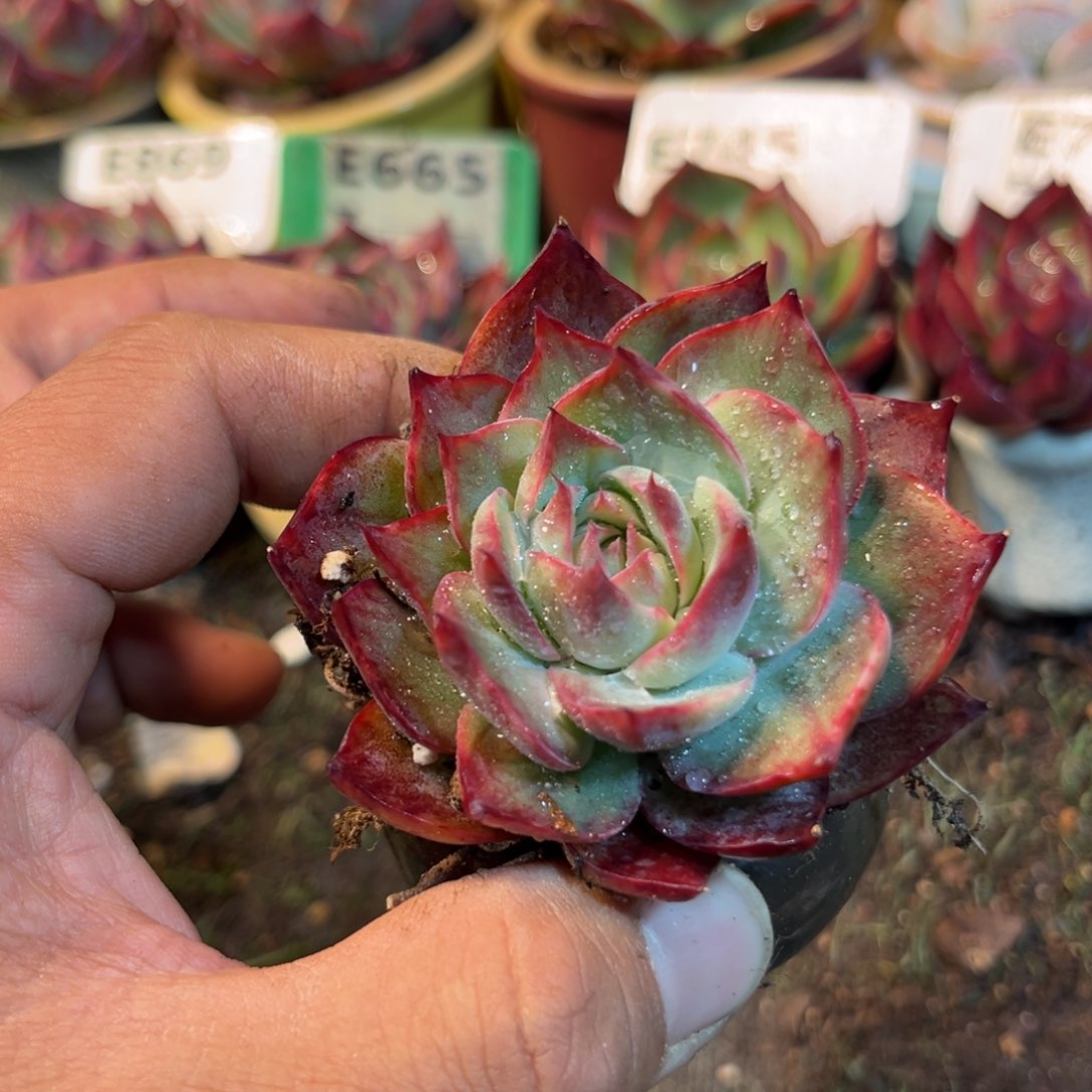 惊鸿一瞥多肉植物