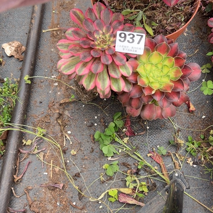 937多肉植物法师2个