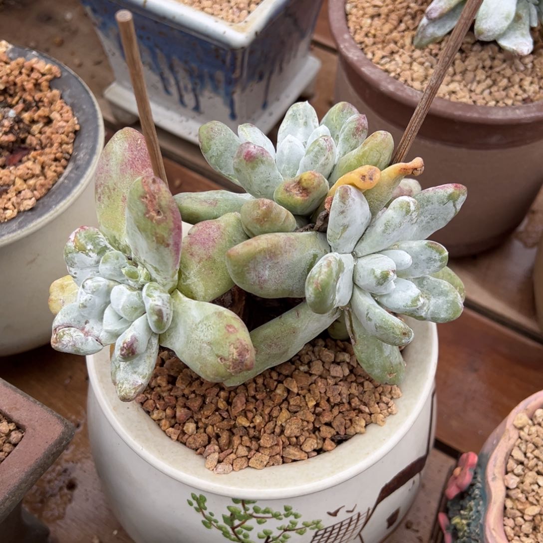 三头拇指哈哈哈哈哈哈