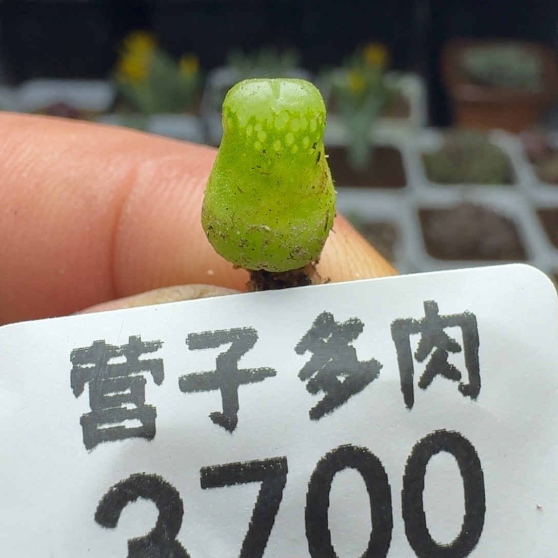 小葫芦。             